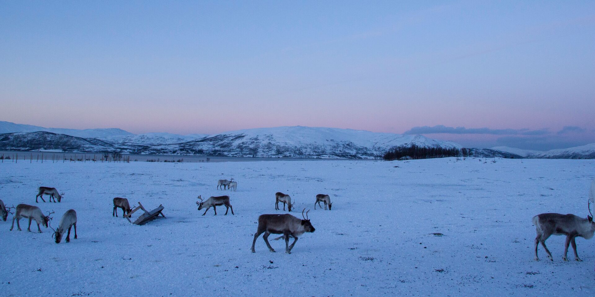 Reindeer of Lapland