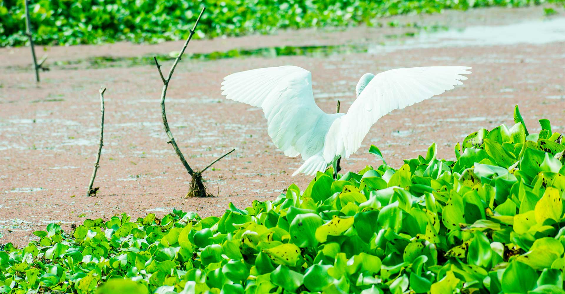 Kumarakom Bird Sanctuary